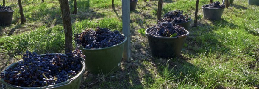 Alkoholfreier Genuss