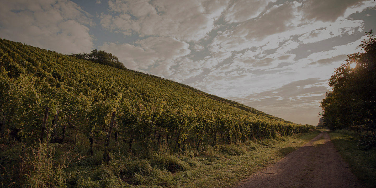img_Burrweiler_Altenforst_Weingut_Graf-von-Weyher_Pfalz