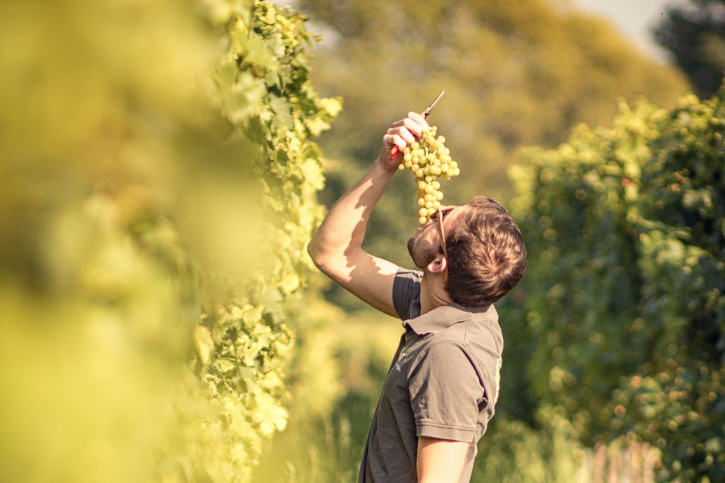 Weinlese_Winzer